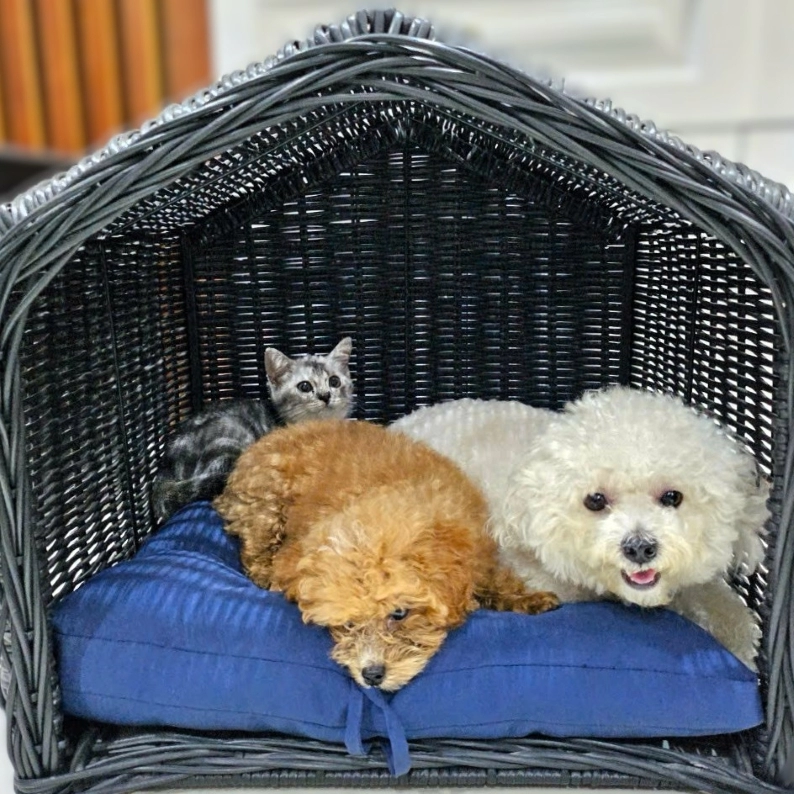 pet-hut