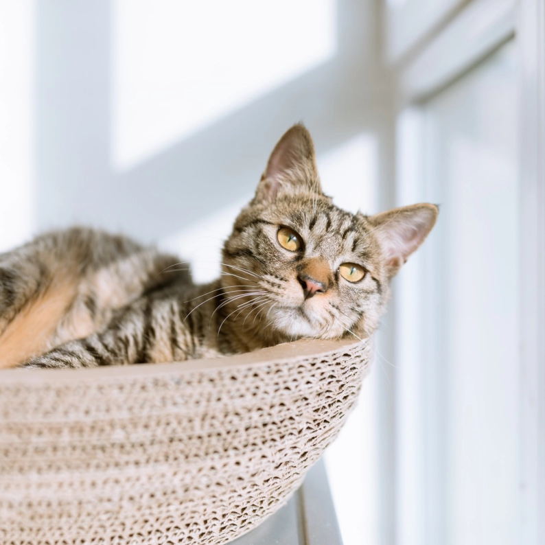 pet-bed