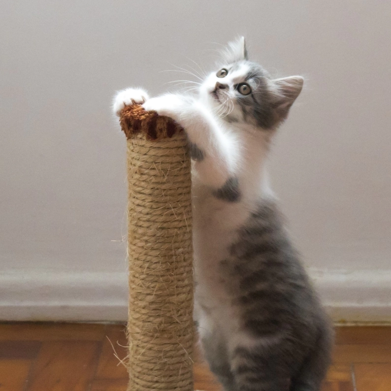 pet-scratcher